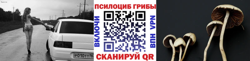 Псилоцибиновые грибы Cubensis  Бутурлиновка 